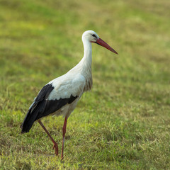 Storch Gang