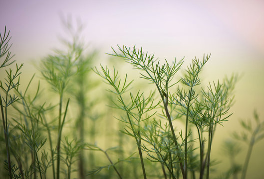 Green dill is growing in a garden at dawn