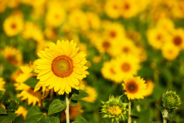 Fototapeta premium Sunflower flower in a field
