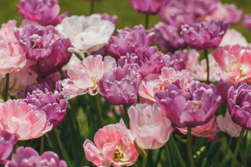 Fototapeta na wymiar flowers tulips on a flowerbed in the Park