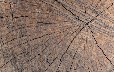 Fototapeta premium Wodden texture