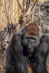 Silverback Gorilla