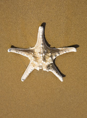 Starfish on sand