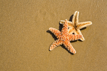 Starfishes on sand