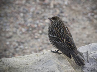 Red-winged blackbird female