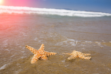 Fototapeta na wymiar Starfishes on the beach