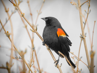 Red-winged black bird male on branch