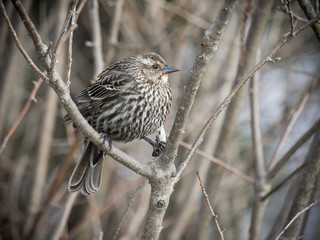 Red-winged blackbird female
