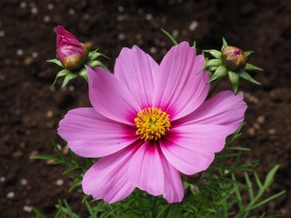 Obraz premium Increible belleza 