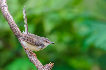 Plain Prinia or White-browed Prinia or Prinia inornata, beautiful bird on branch on green...