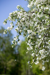 Flowering Apple trees