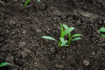 Planting aster on the garden bed. Selective focus.