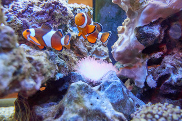 Fototapeta na wymiar fish in the aquarium