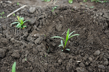 Planting aster on the garden bed. Selective focus.