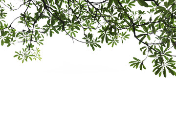 leaf isolated on white background.