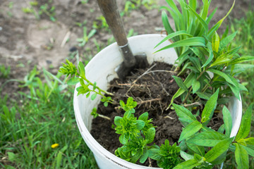 Seedlings in the bucket ready for planting