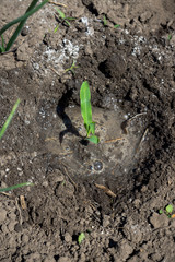 Planting corn on the garden bed. Selective focus.