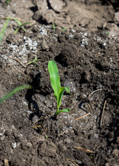 Planting corn on the garden bed. Selective focus.