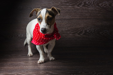 Happy dog is posing. Jack Russell Terrier in front of dark wooden background.