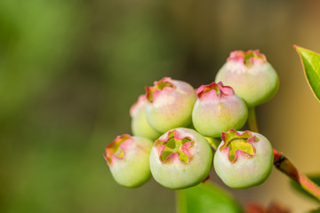 Immature blueberries