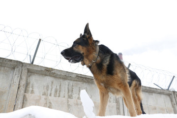 German shepherd dog is guarding an important object