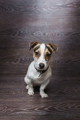 Pretty puppy is staring with curiosity. Jack Russell Terrier in front of dark wooden background.