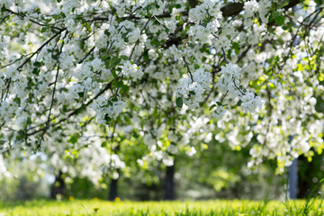 Obraz premium Flowering Apple trees