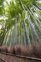 Bambus, Wald, Bambuswald in Kyoto, Japan, Asien