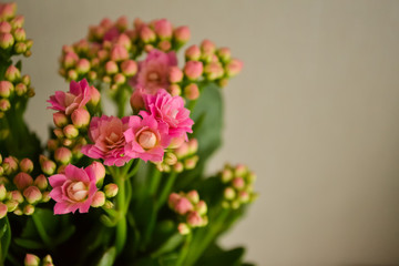 Close up of orange calanchoe blooms