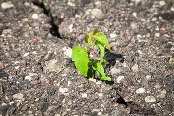 Plant growing trough cracked asphalt