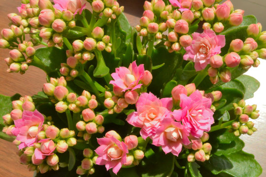 Close up of orange calanchoe blooms