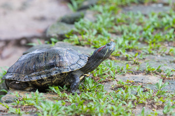 Turtle on the grass with an outstretched neck