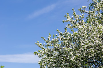 Flowering Apple trees