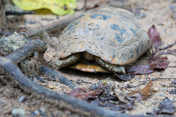 Turtle hid in a shell