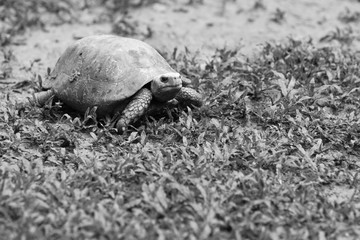 Turtle on the grass - black and white