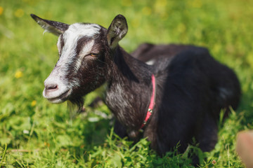 goat on the pasture