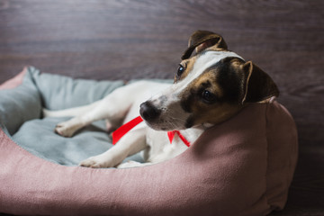 Jack Russell Terrier in lounger dog bed. Dog in front of dark wooden background.