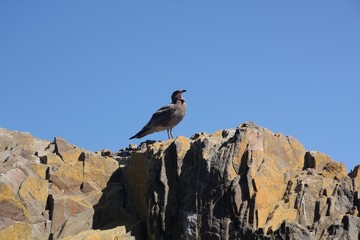 Tasmanische Möwe III