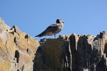 Tasmanische Möwe II