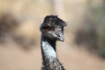 Emu Closeup IV