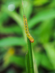 Yellow worm eating green leaf close up vertical