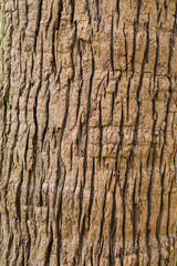 Old Bark Tree texture background, Brown Tree trunk