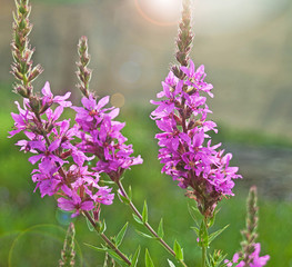 wild flowers and sunshine,