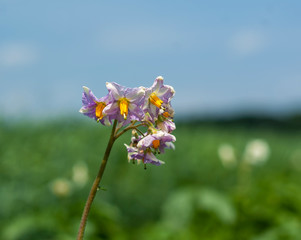 Flowers potatoes on the field