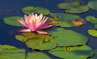 water lilly and lilly pads - obrazy, fototapety, plakaty
