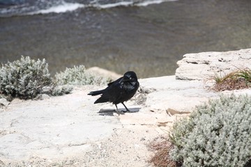Rottnest Krähe