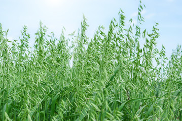 Spoons of green oats in the field. Agriculture, food