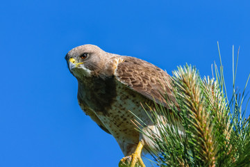 Close up of a hunting Swanson's Hawk on a pine tree branch. Wyoming prairie Wildlife USA