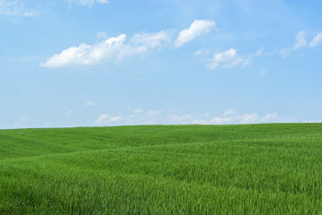 Naklejka premium Field of wheat and blue sky. Nature background, agriculture, plant cultivation