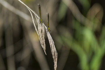 Libellules du Gr&eacute;sivaudan - Chartreuse - Is&egrave;re.